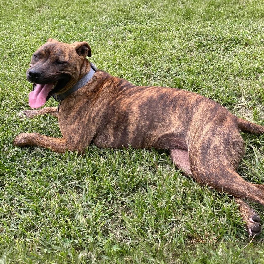Chessie, a Adoptable mixed breed in Little Rock, AR image 1/6