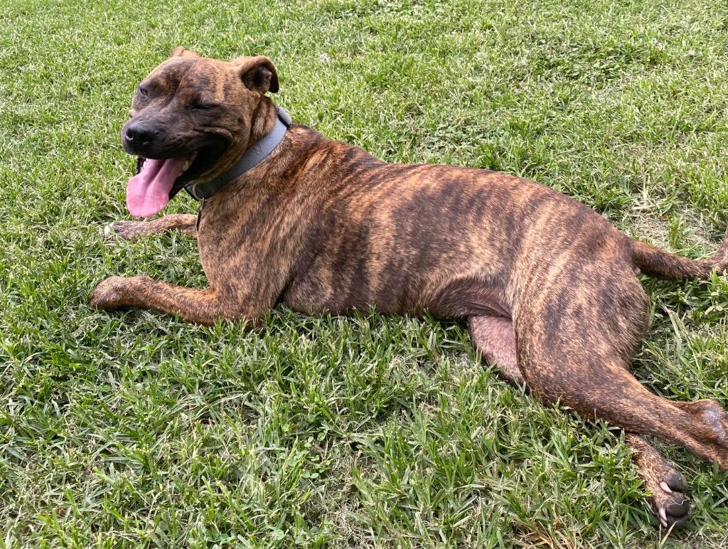Enlarge Chessie, a Adoptable mixed breed in Little Rock, AR image 1/6