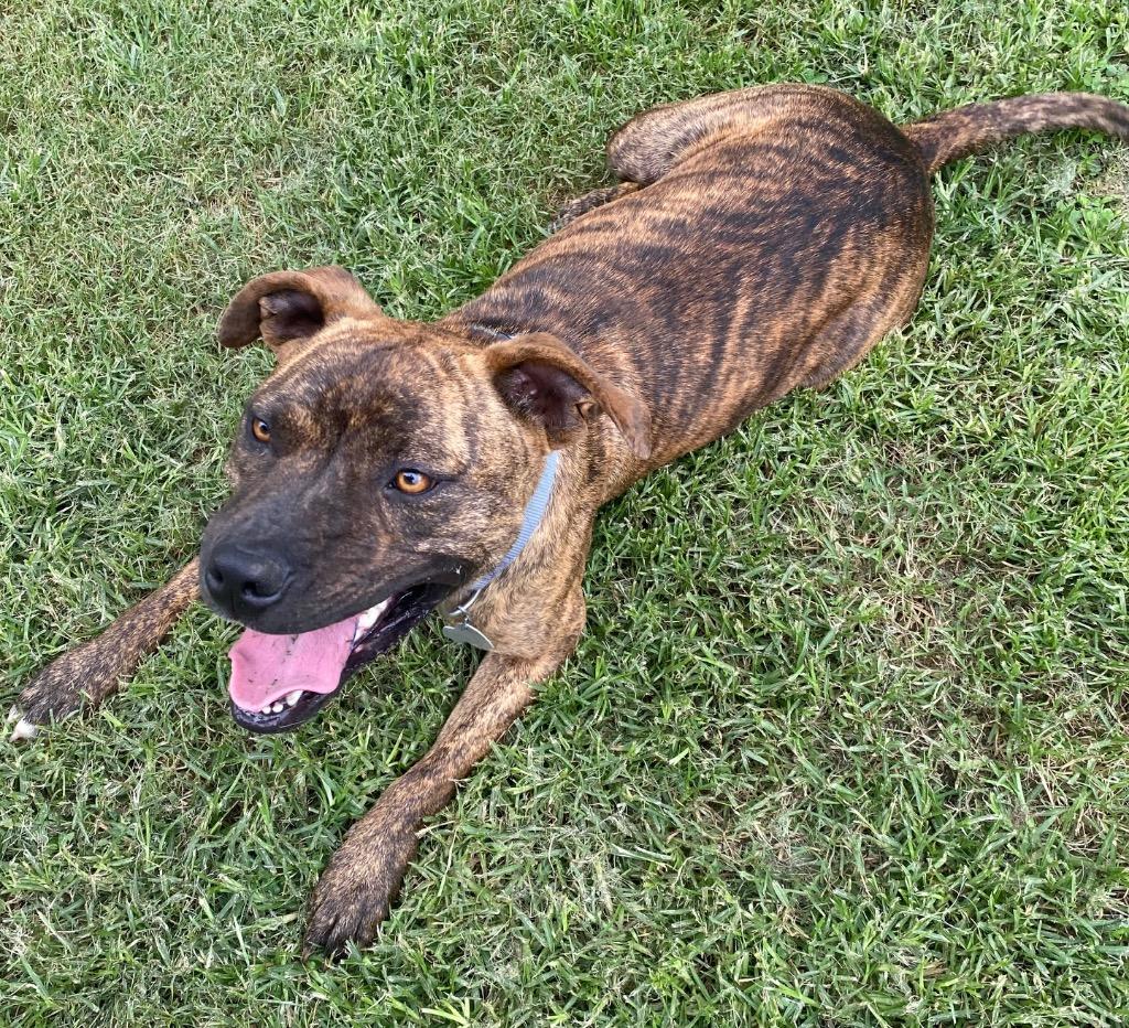 Enlarge Chessie, a Adoptable mixed breed in Little Rock, AR image 3/6