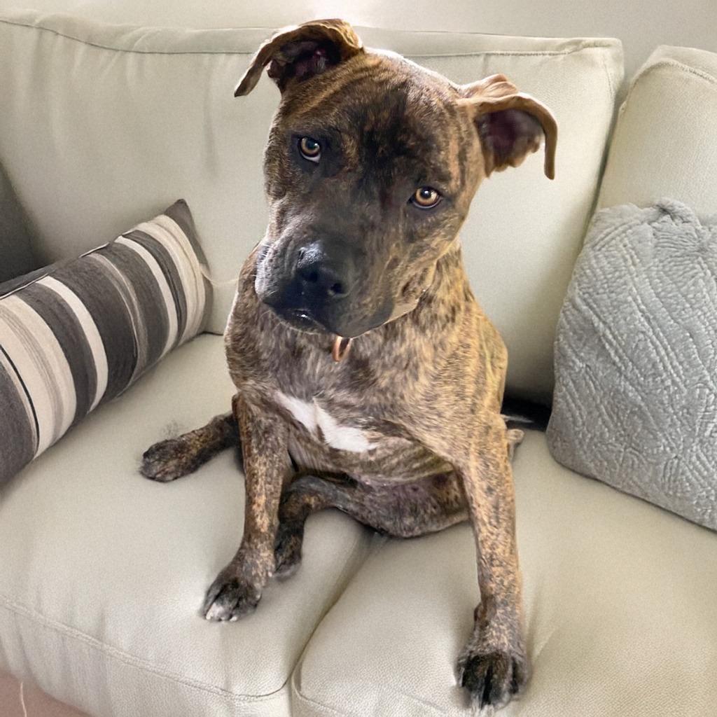 Chessie, a Adoptable mixed breed in Little Rock, AR image 3/3