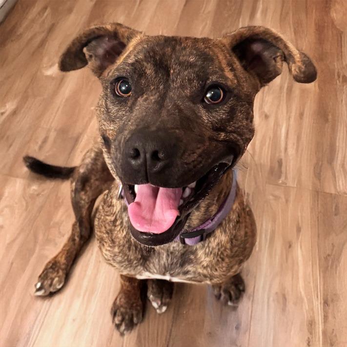 Chessie, a Adoptable mixed breed in Little Rock, AR image 3/4