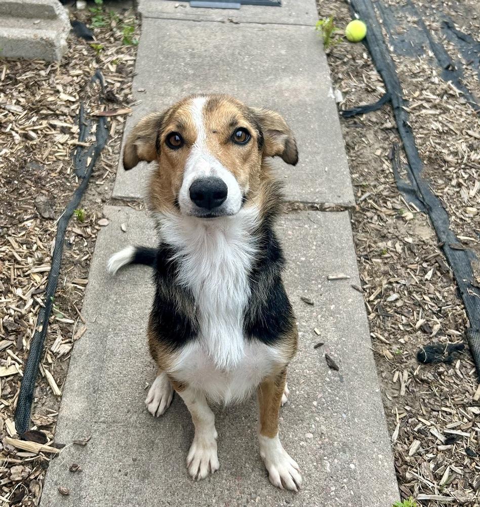 Lassie, Adoptable, Young Female Cattle Dog & Shepherd.