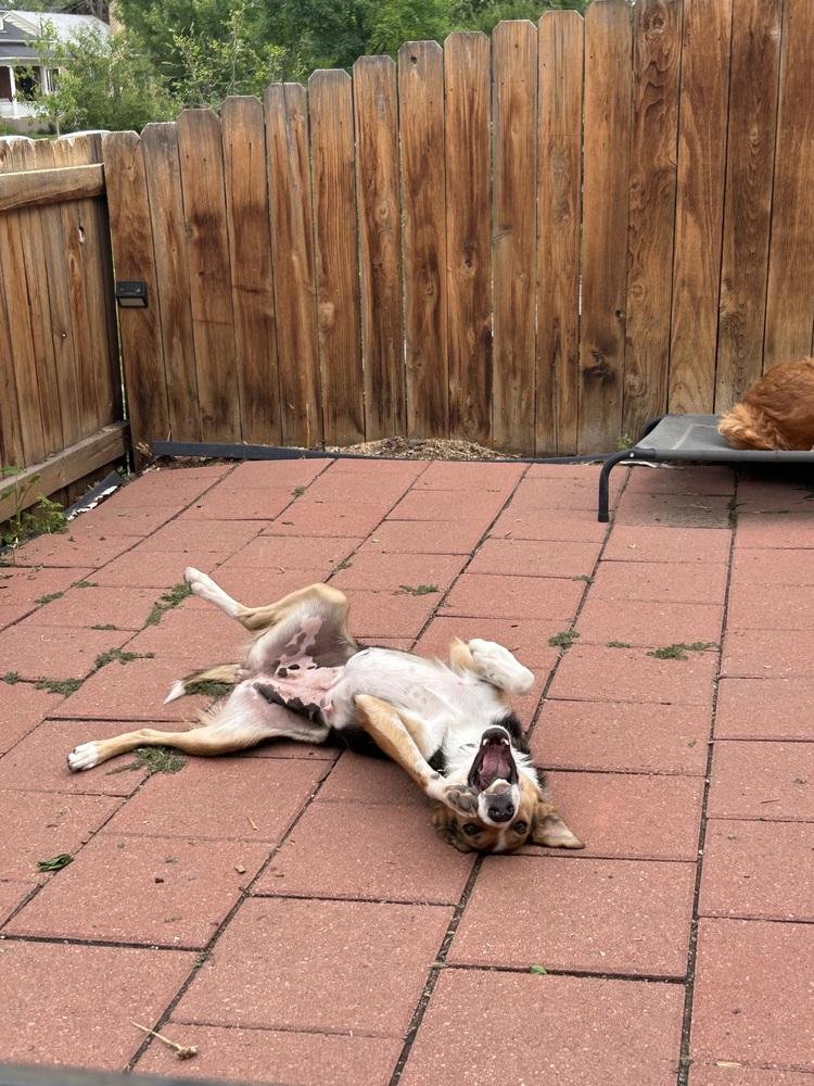 Enlarge Lassie, a Adoptable mixed breed in Denver, CO image 2/5
