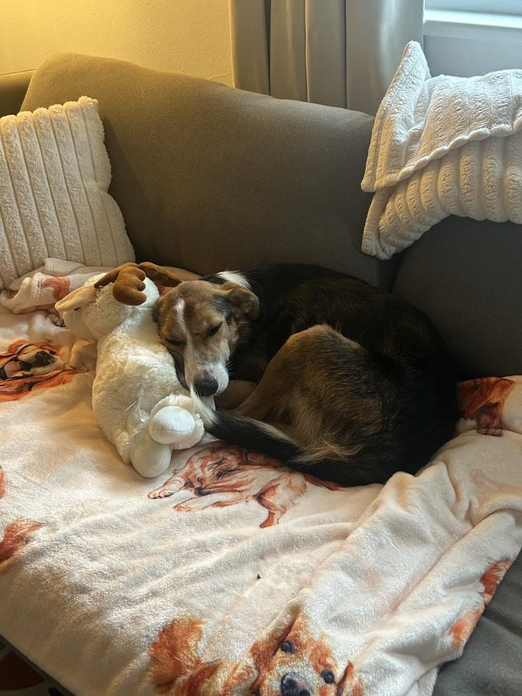 Enlarge Lassie, a Adoptable mixed breed in Denver, CO image 5/5