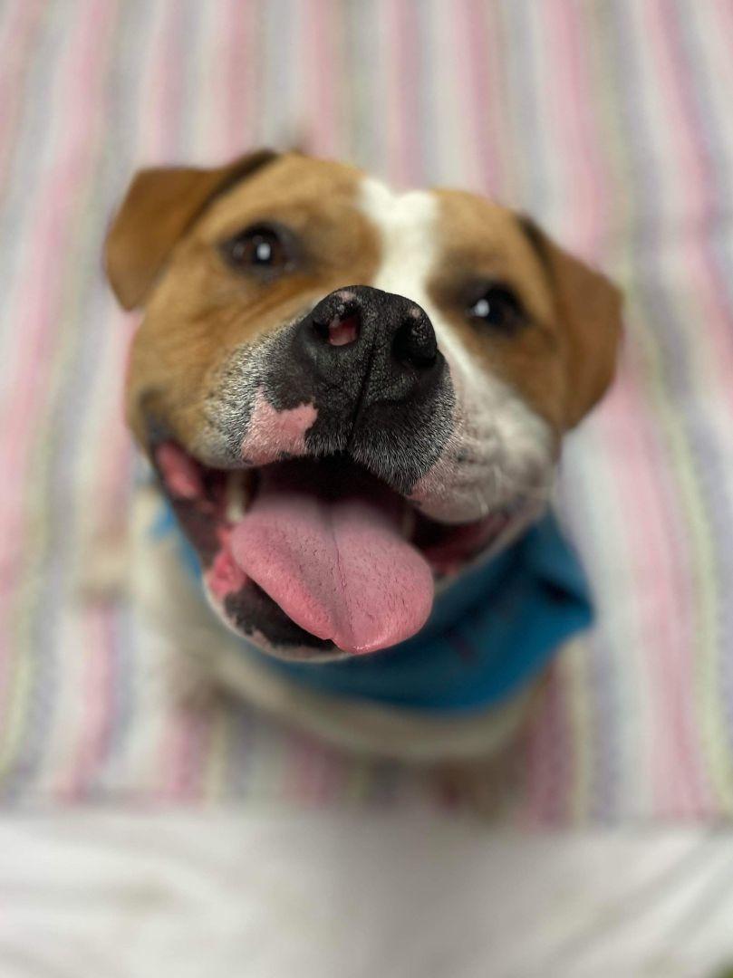 Hamish, a Adoptable mixed breed in Oxford, MI image 3/6
