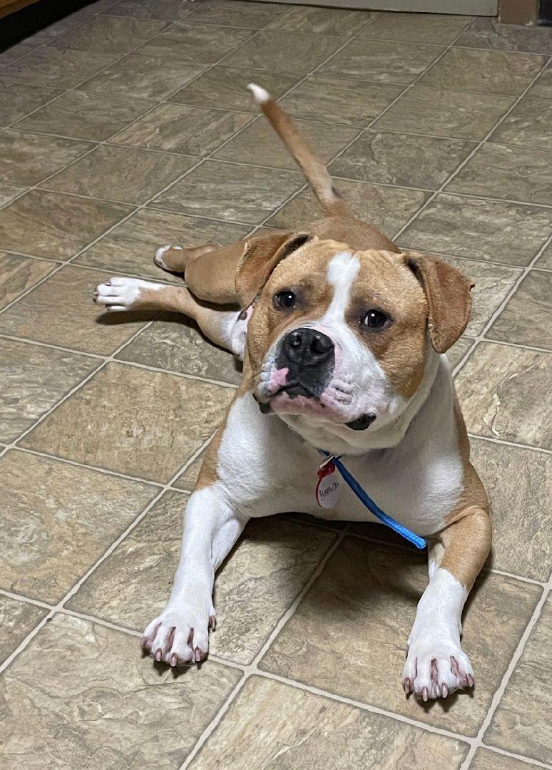 Hamish, a Adoptable mixed breed in Oxford, MI image 4/6