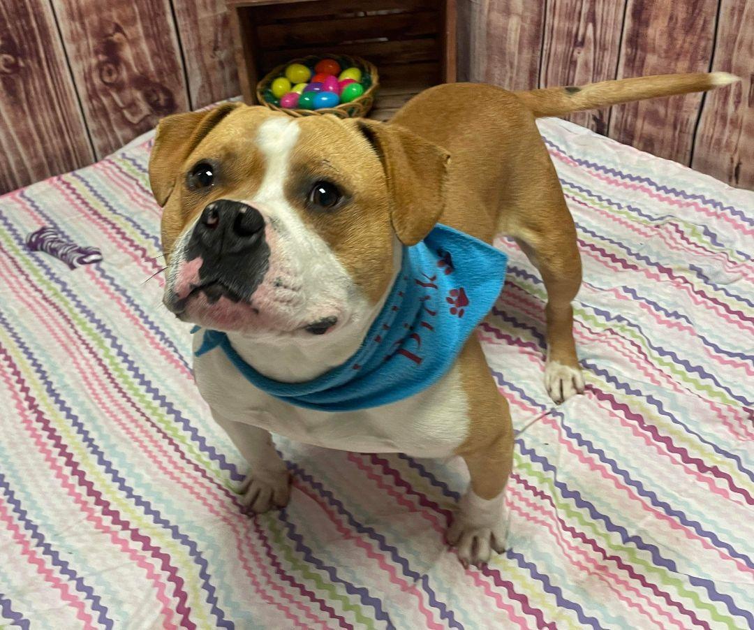 Hamish, Adoptable, Young Male English Bulldog & Mixed Breed.