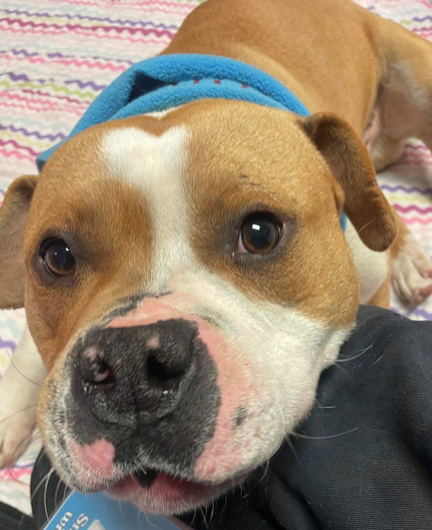 Hamish, a Adoptable mixed breed in Oxford, MI image 5/6