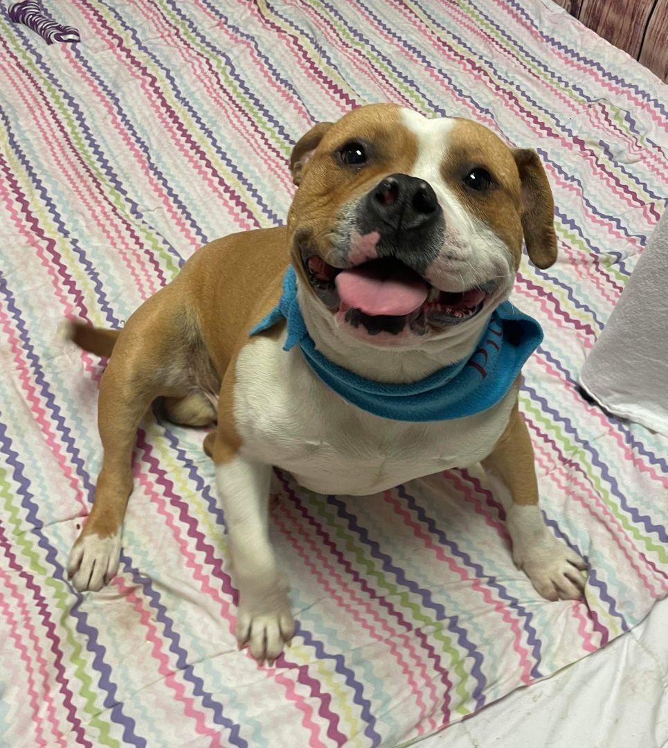 Hamish, a Adoptable mixed breed in Oxford, MI image 6/6