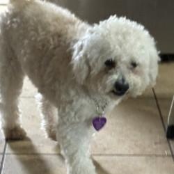 Puppernut, an adopted Bichon Frise in Phoenix, AZ image 1/2
