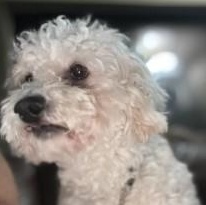 Puppernut, an adopted Bichon Frise in Phoenix, AZ image 2/2