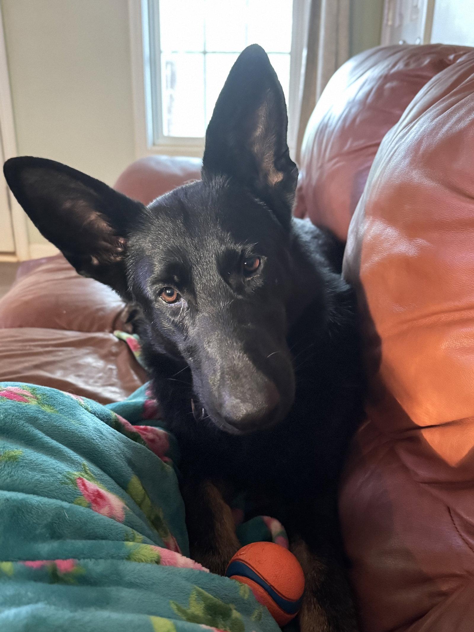 Enlarge Phoebe 7290, a Adoptable German Shepherd Dog in Centreville, VA image 1/3