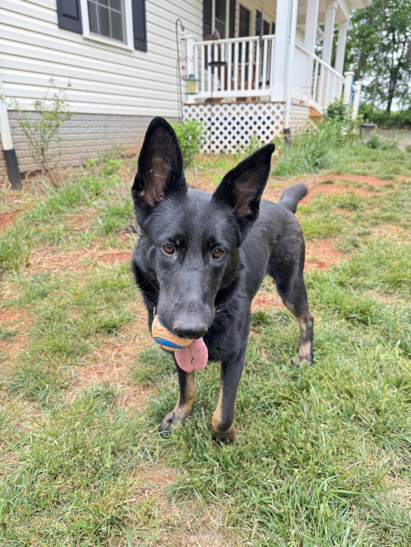 Enlarge Phoebe 7290, a Adoptable German Shepherd Dog in Centreville, VA image 1/3