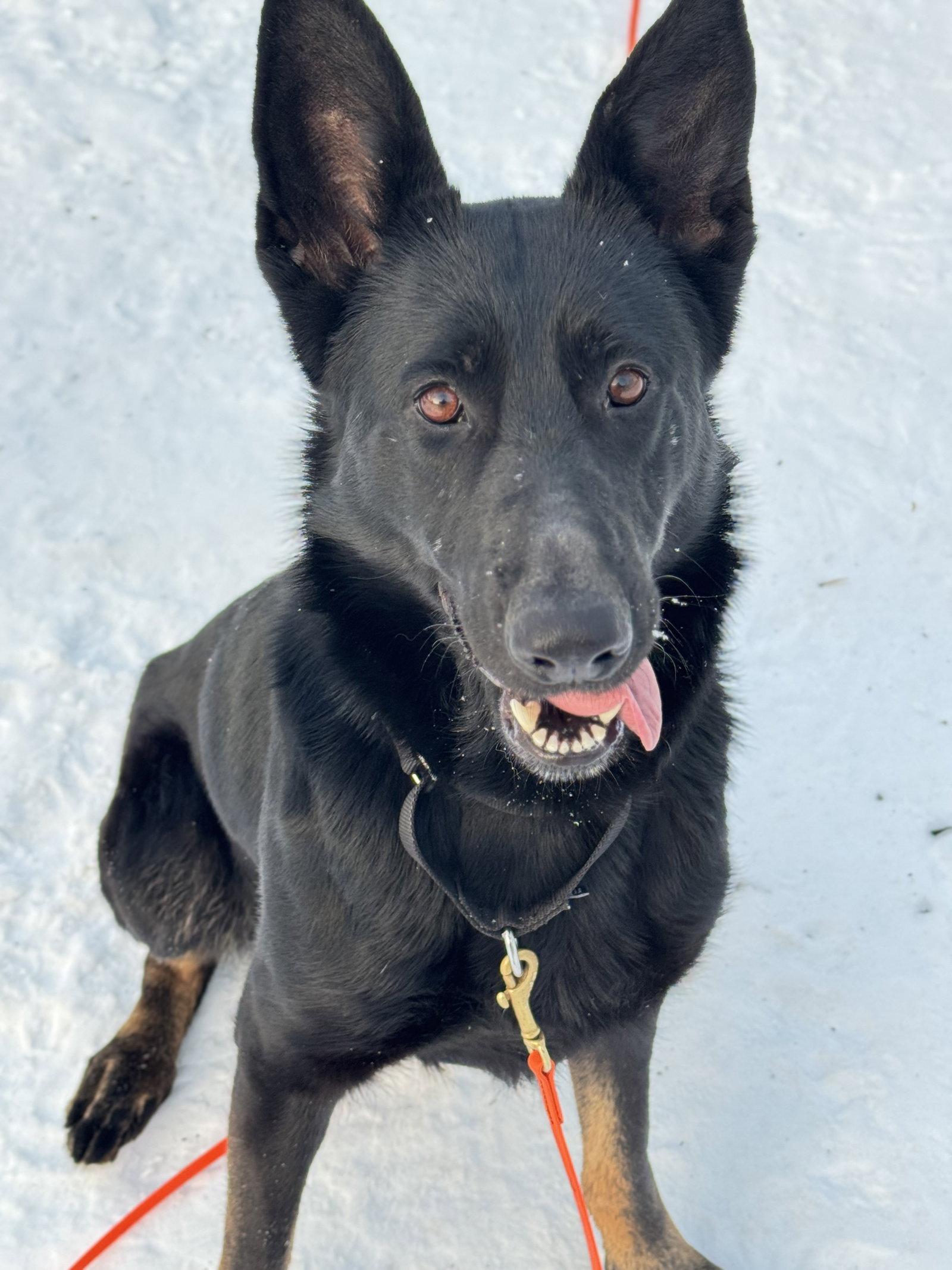 Enlarge Phoebe 7290, a Adoptable German Shepherd Dog in Centreville, VA image 1/2