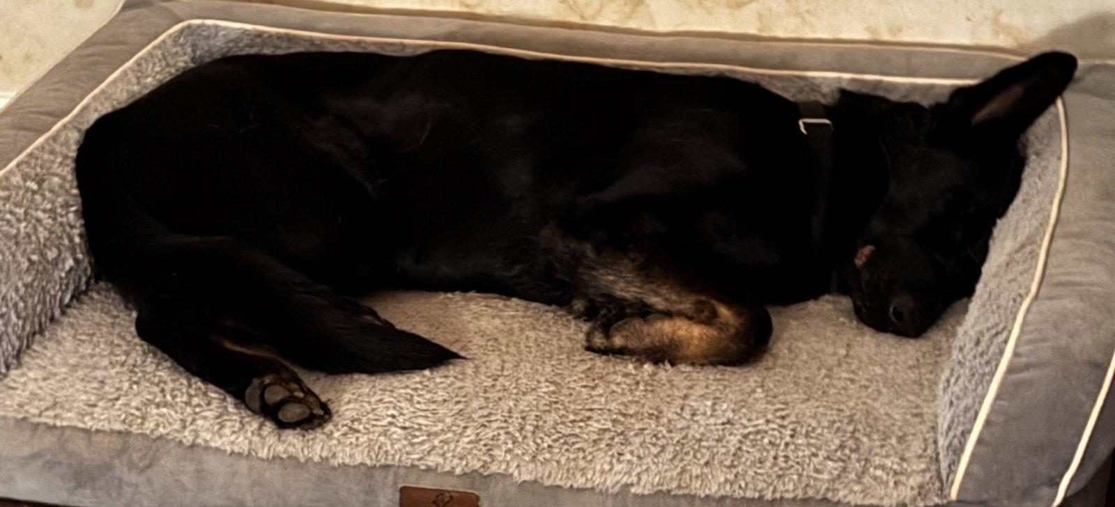 Enlarge Phoebe 7290, a Adoptable German Shepherd Dog in Centreville, VA image 2/2