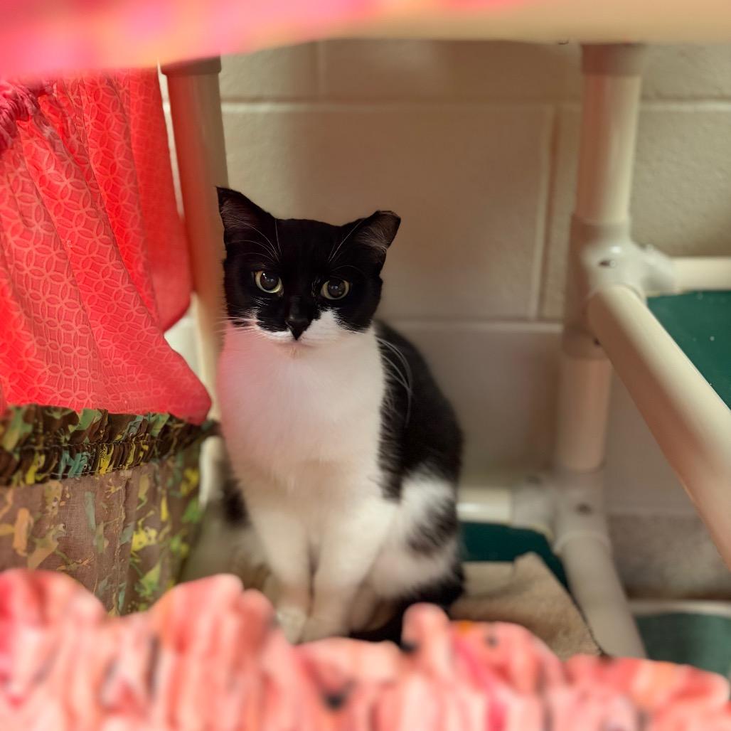 Maleficent, Adoptable, Adult Female Domestic Short Hair.