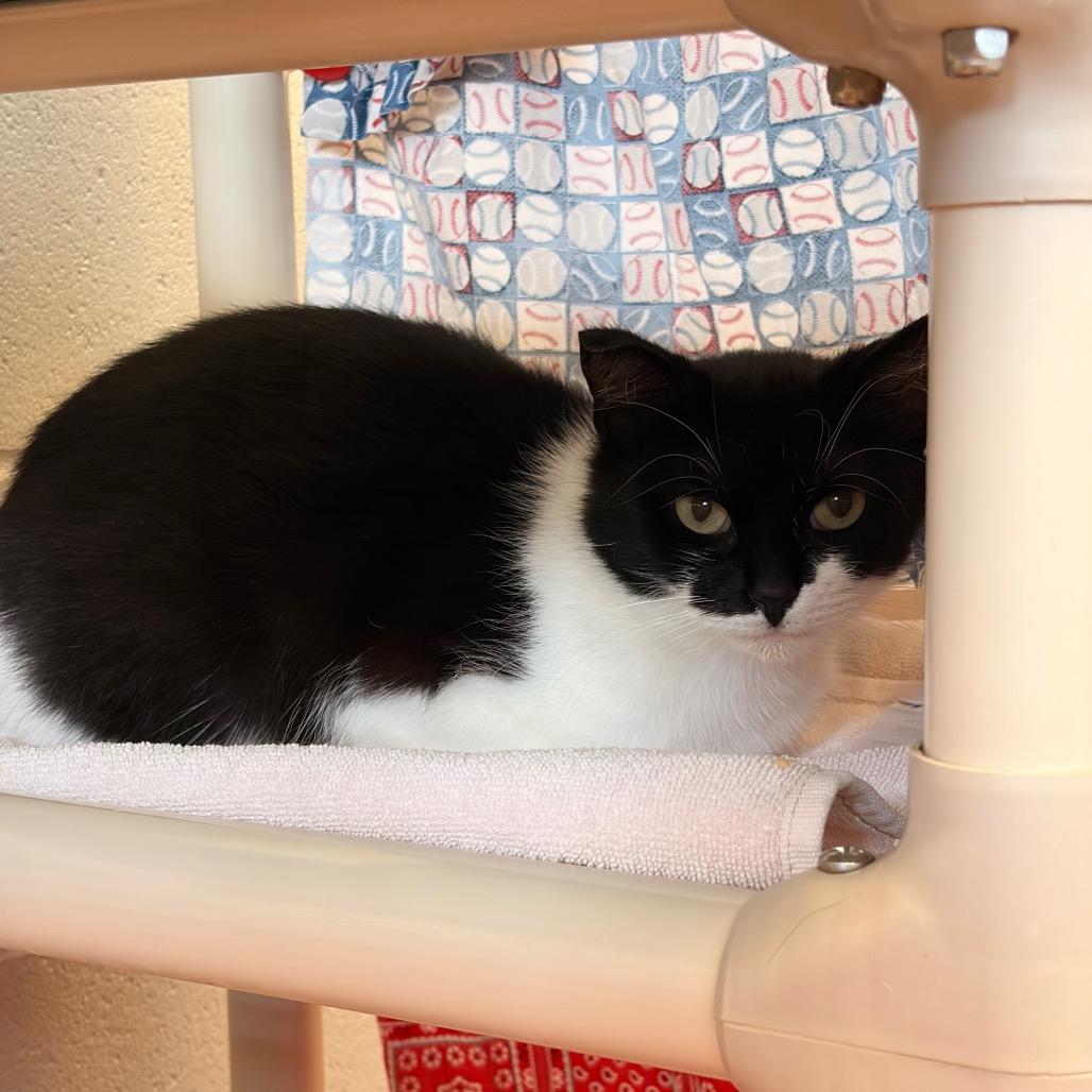 Maleficent, Adoptable, Adult Female Domestic Short Hair.