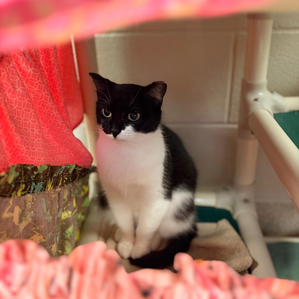 Enlarge Maleficent, a Adoptable Domestic Short Hair in Bristol, IN image 3/4