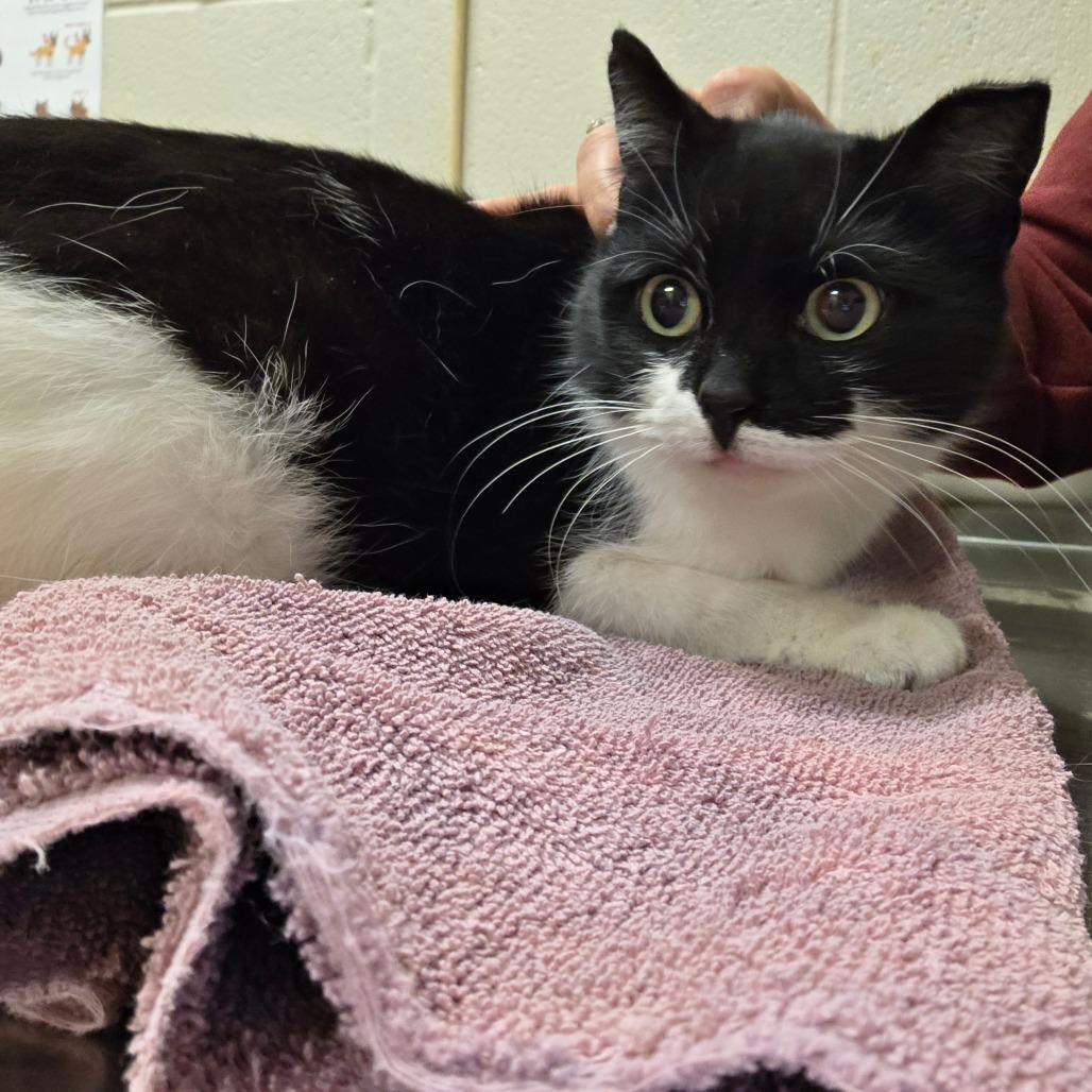 Enlarge Maleficent, a Adoptable Domestic Short Hair in Bristol, IN image 2/2