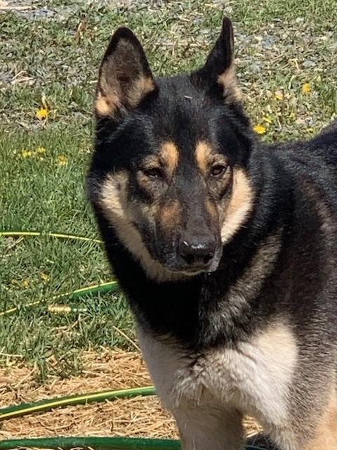 Rambler, a Adoptable mixed breed in Thompson Falls, MT image 1/3