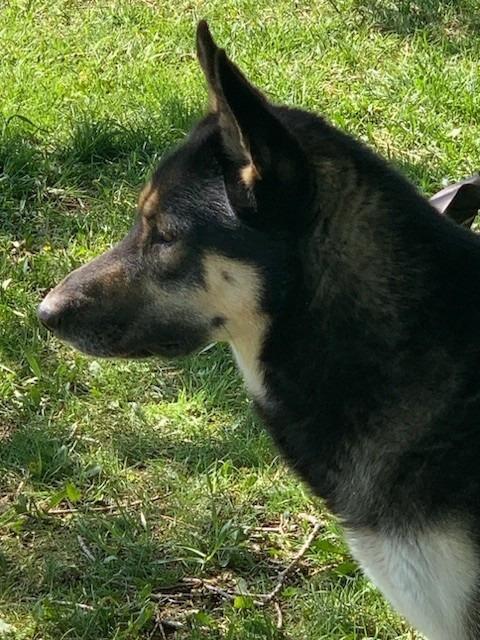 Rambler, a Adoptable mixed breed in Thompson Falls, MT image 3/3