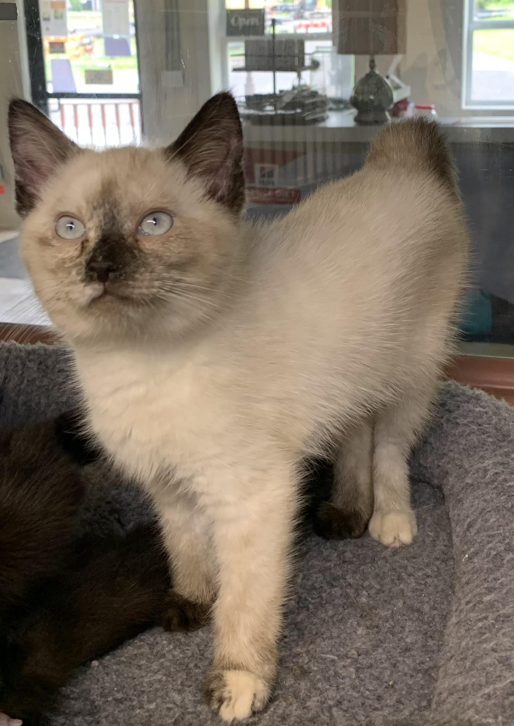 Enlarge Angelica, an adopted mixed breed in Massena, NY image 1/1