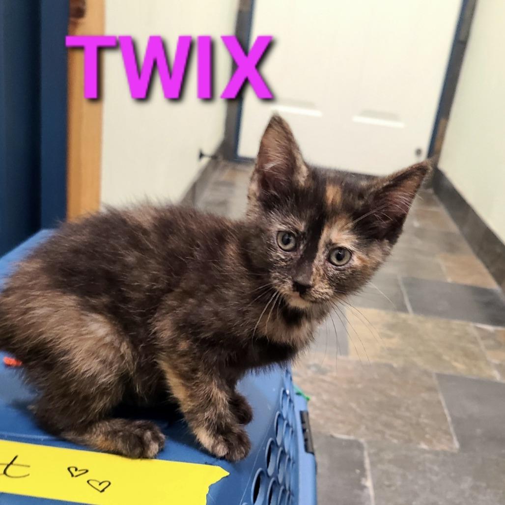 Enlarge Twix, a Adoptable Domestic Short Hair in Layton, UT image 1/1