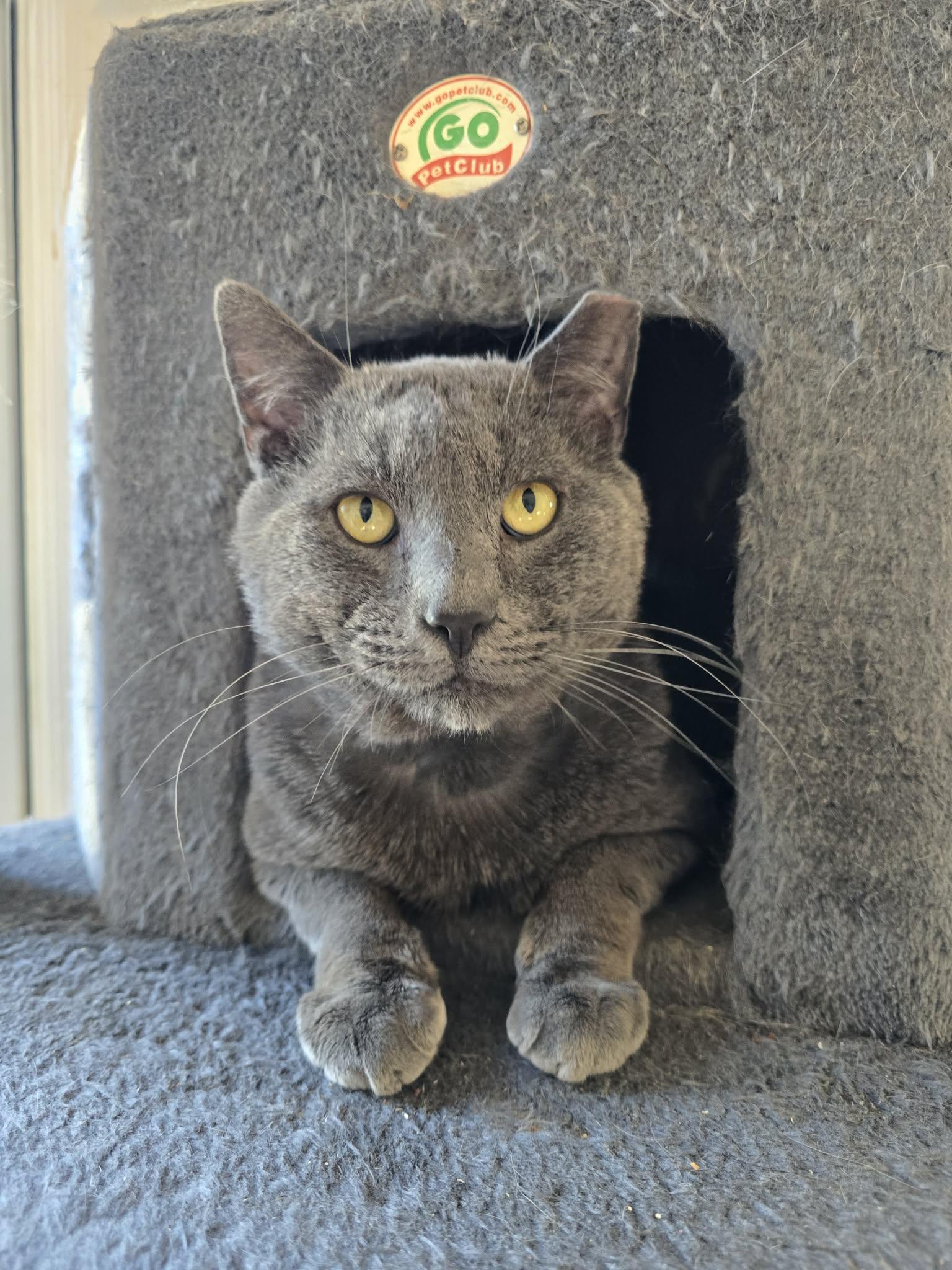 Enlarge Otis, a ADOPTABLE mixed breed in Huntington, NY image 3/3