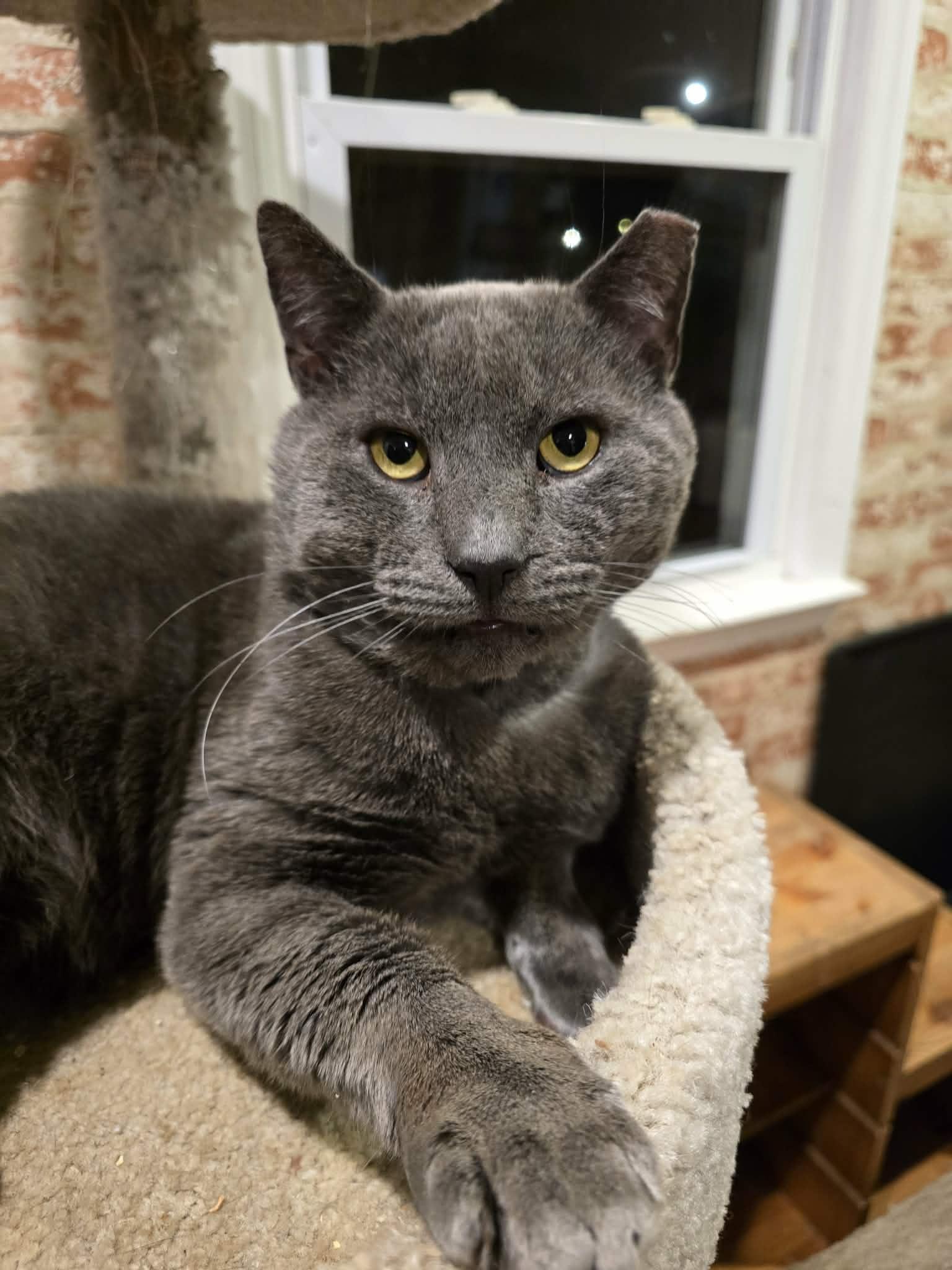 Enlarge Otis, a ADOPTABLE mixed breed in Huntington, NY image 2/3