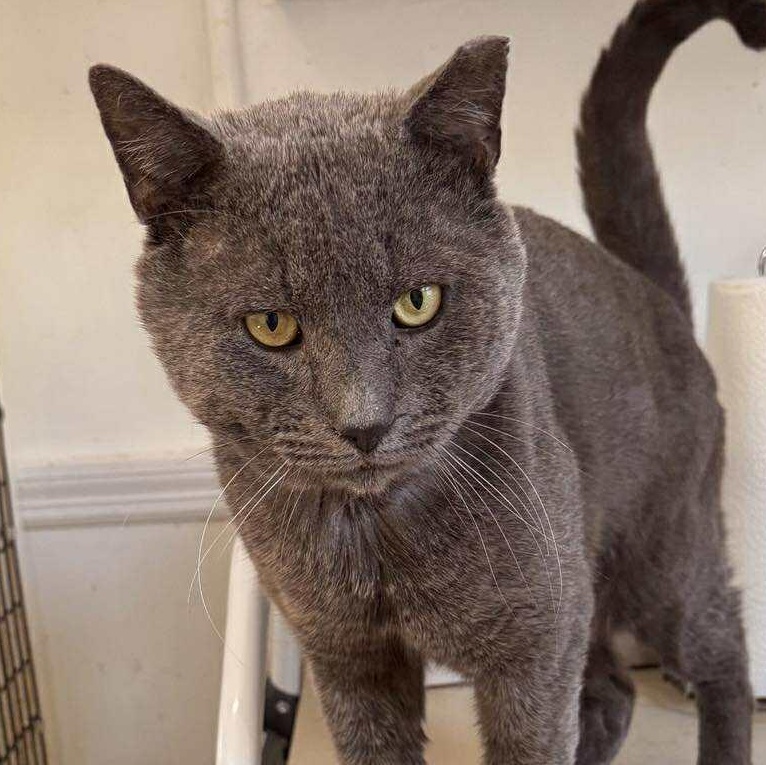 Otis, ADOPTABLE, Adult Male Domestic Short Hair & Russian Blue.
