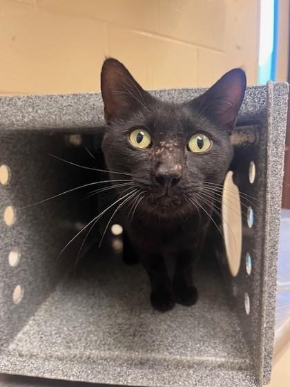 Enlarge Beanie Weenie, a Adoptable Domestic Short Hair in Irving, TX image 1/3