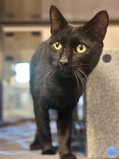 Beanie Weenie, Adoptable, Adult Male Domestic Short Hair & Domestic Short Hair.