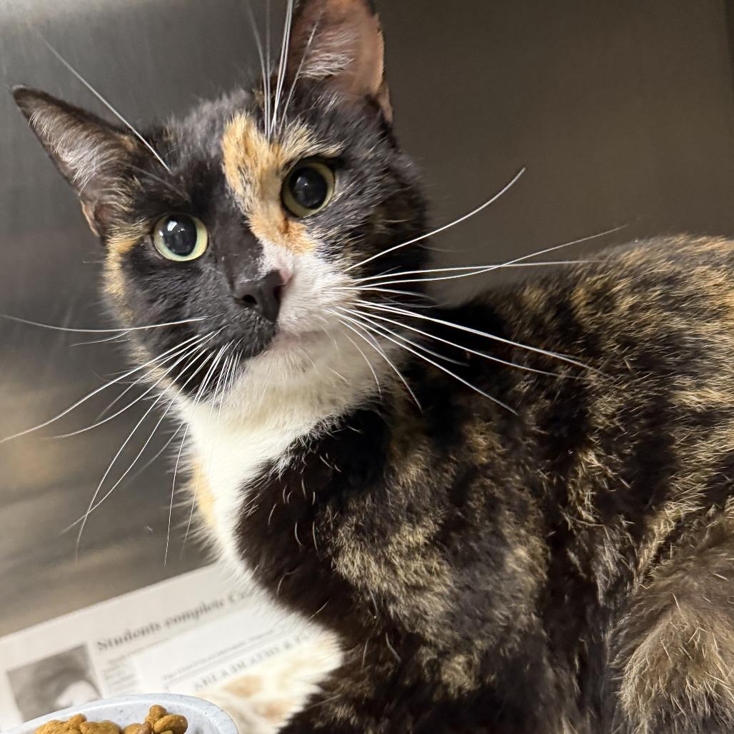 Sitka, Adoptable, Adult Female Domestic Short Hair.