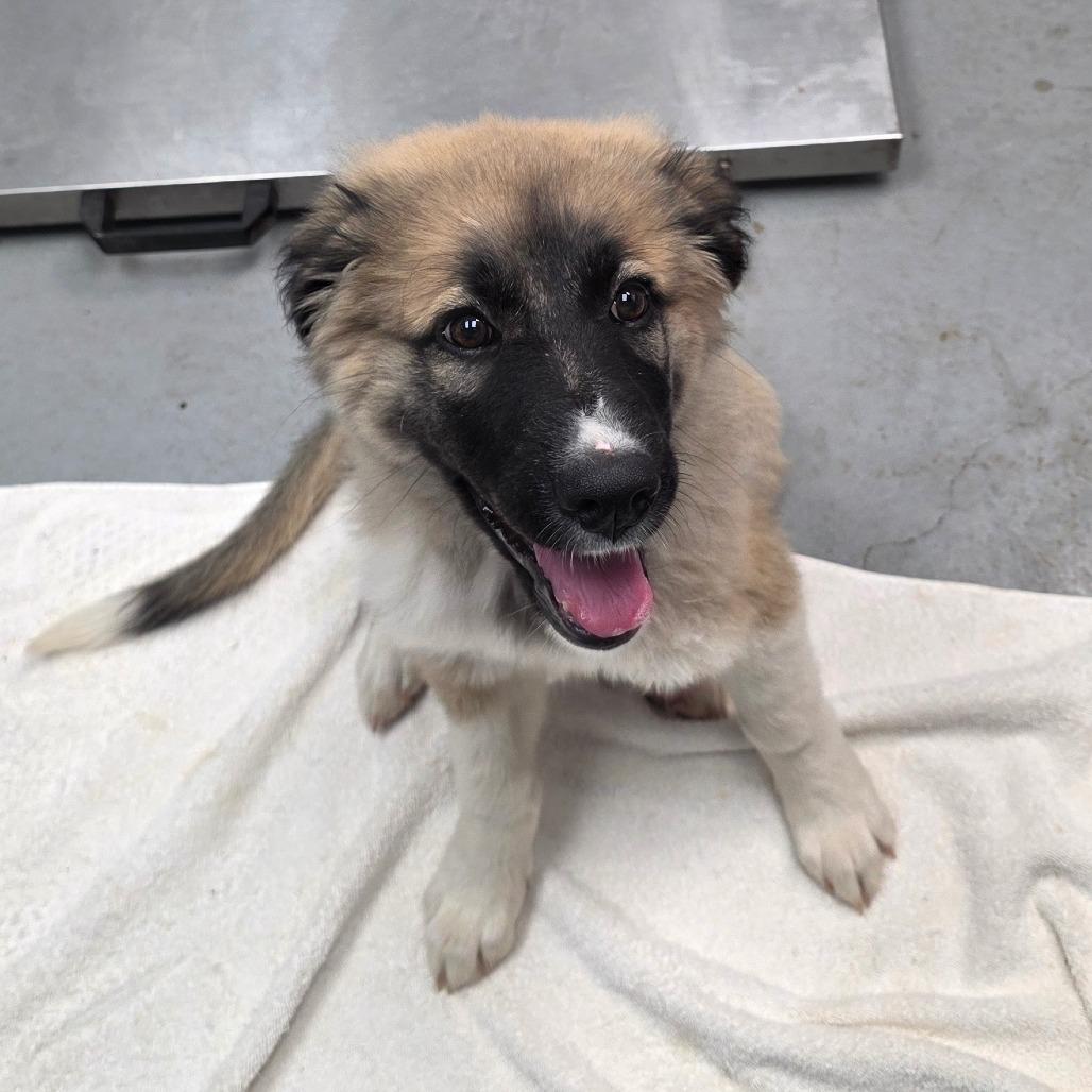 Agnus, Adoptable, Puppy Female Anatolian Shepherd & Mixed Breed.