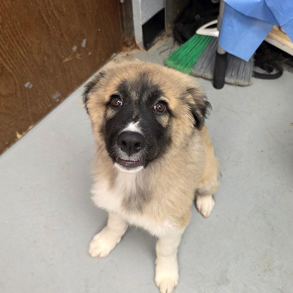 Enlarge Agnus, a Adoptable mixed breed in Duncan, OK image 2/2