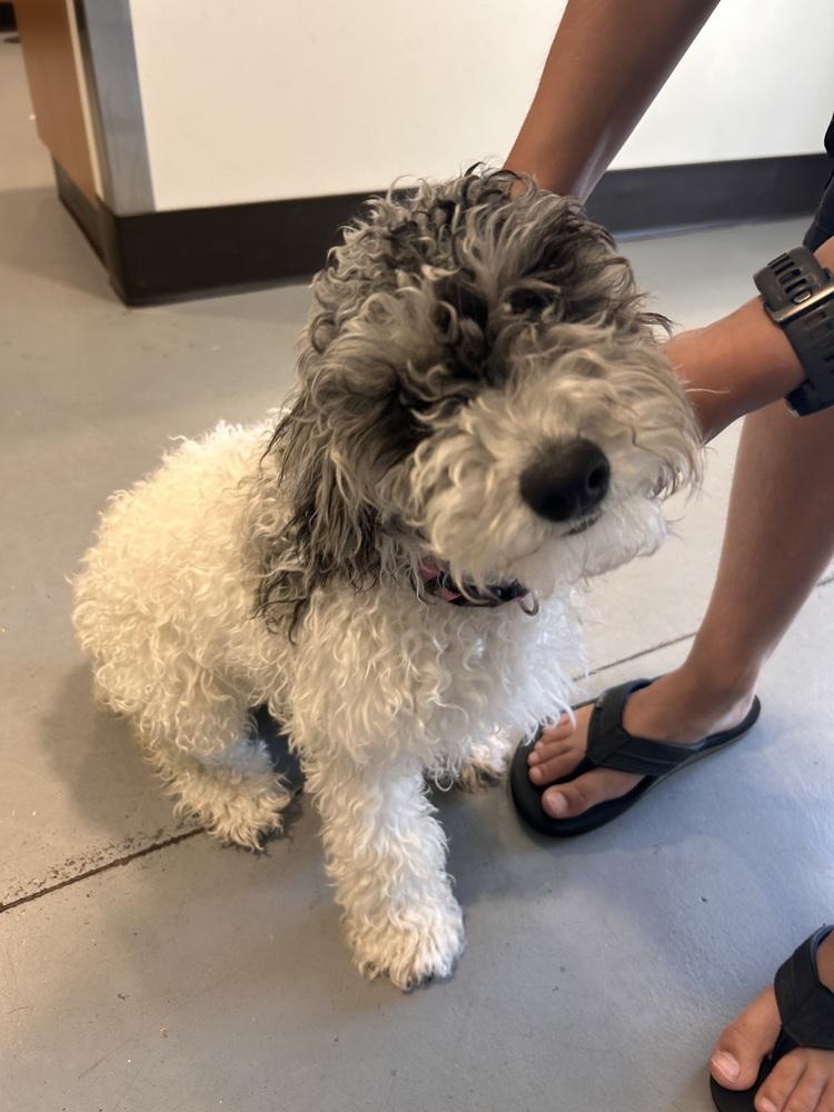 Stormy, Adopted, Puppy Female Poodle & Havanese.