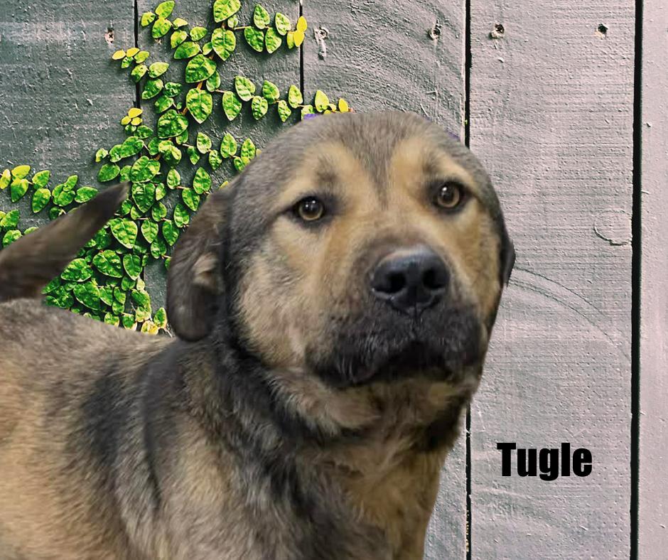 Tugle, Adoptable, Young Male Pit Bull Terrier & Great Pyrenees.