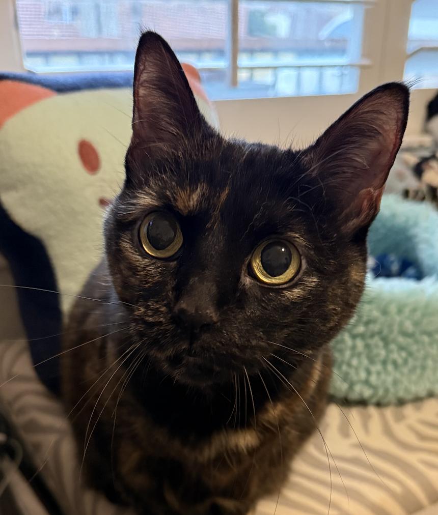 Enlarge Rosie, a Adoptable Domestic Short Hair in Prosper, TX image 1/3