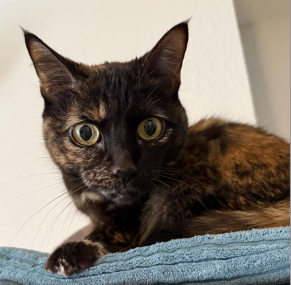Enlarge Rosie, a Adoptable Domestic Short Hair in Prosper, TX image 3/3