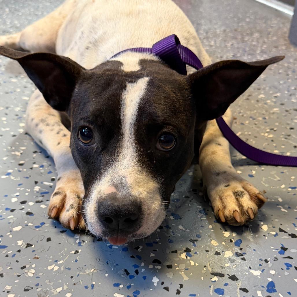 Enlarge Patsy, a Adoptable mixed breed in Tuscaloosa, AL image 1/2