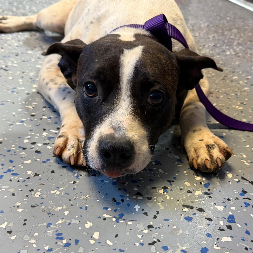 Enlarge Patsy, a Adoptable mixed breed in Tuscaloosa, AL image 2/2