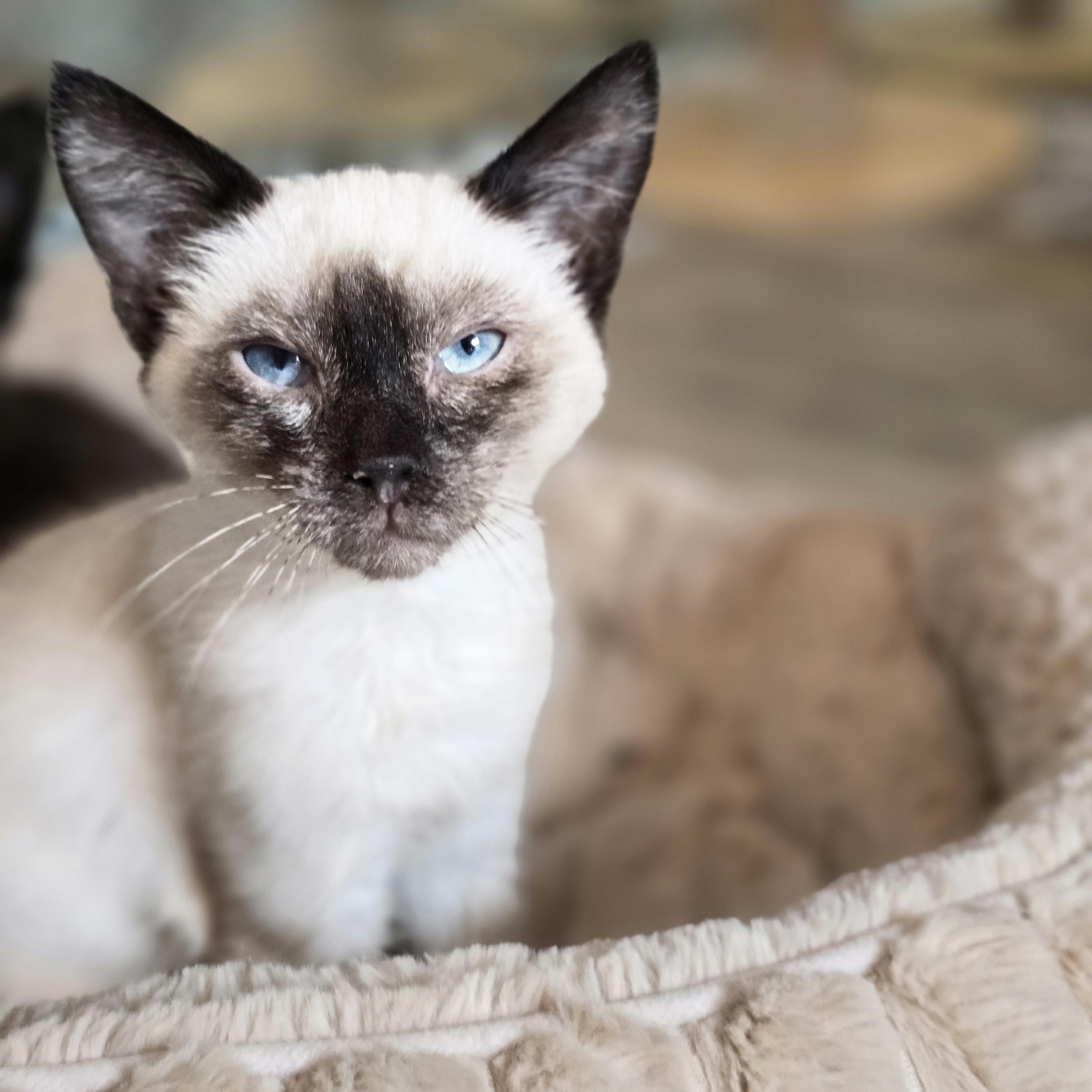 Topanga, Adopted, Kitten Female Burmese & Domestic Short Hair.