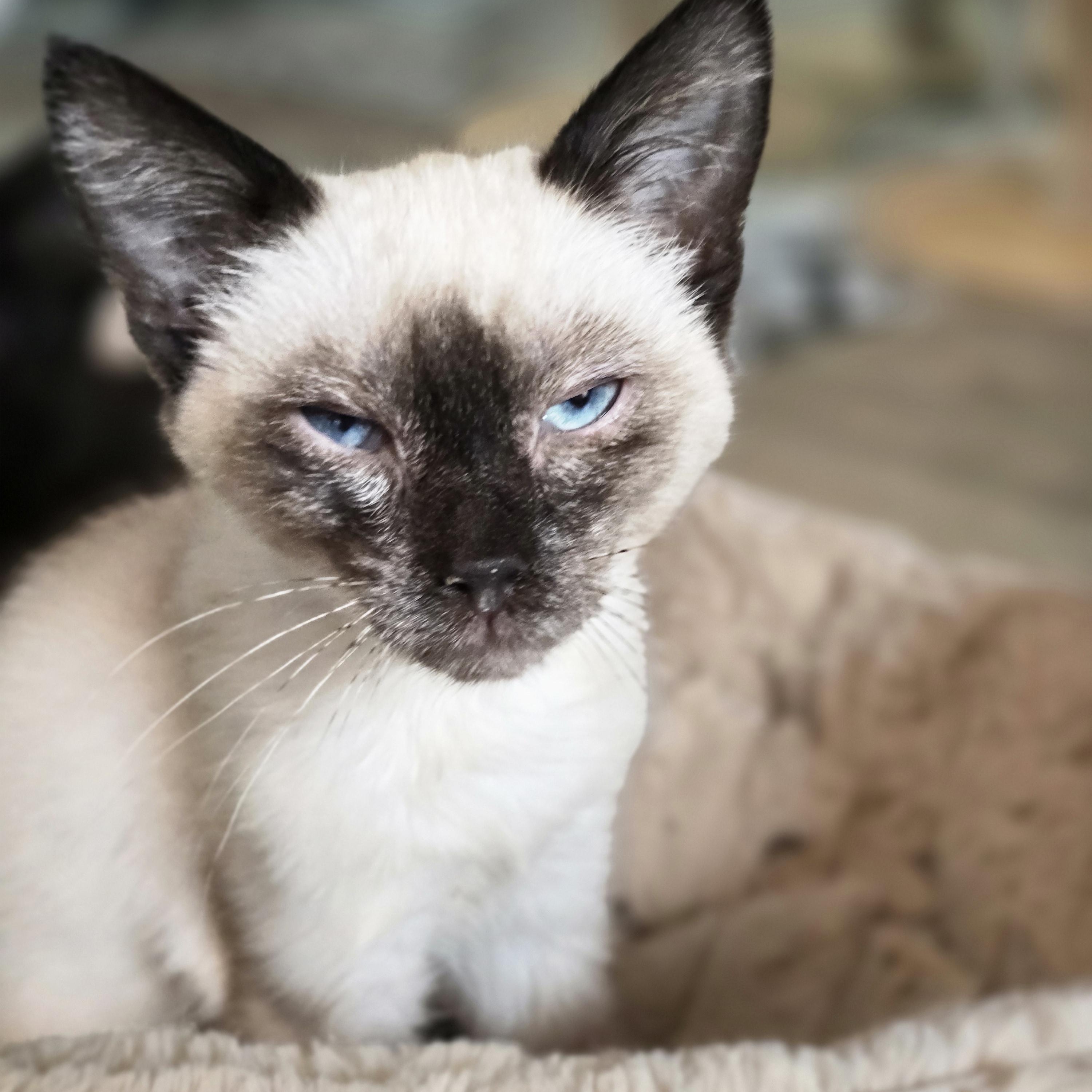 Enlarge Topanga, a Adopted mixed breed in Lacey, WA image 2/2