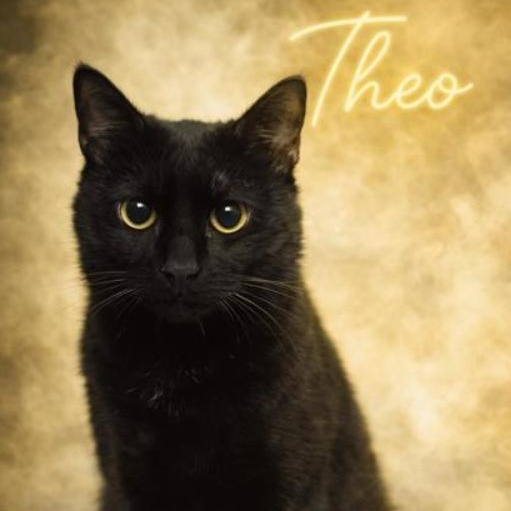 Enlarge Theo, a ADOPTABLE mixed breed in Valley Falls, KS image 1/1
