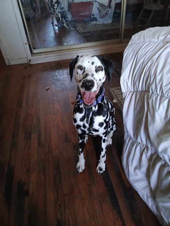Enlarge Rumi, a ADOPTABLE Dalmatian in San Diego, CA image 2/3