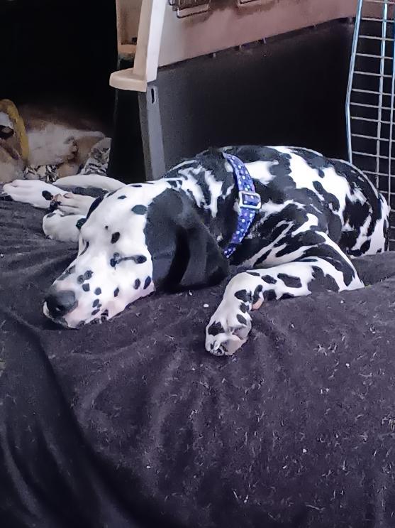 Enlarge Rumi, a ADOPTABLE Dalmatian in San Diego, CA image 1/3