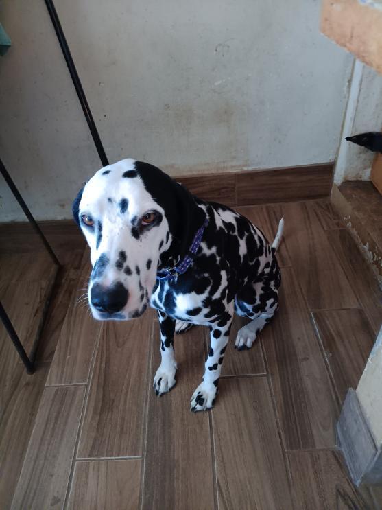 Enlarge Rumi, a ADOPTABLE Dalmatian in San Diego, CA image 3/3