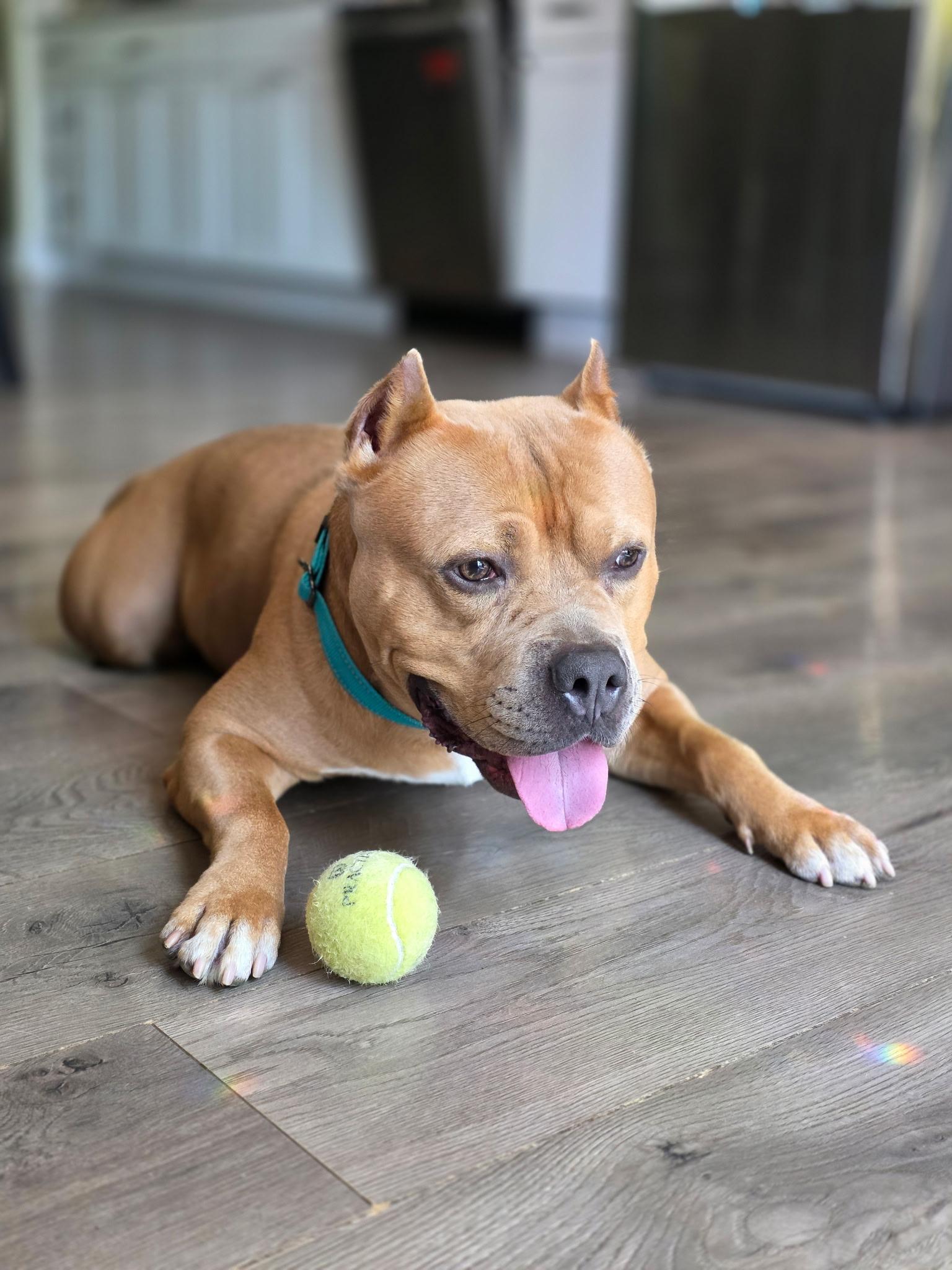 Enlarge Corn Cake, a Adoptable mixed breed in Wheaton, IL image 1/4
