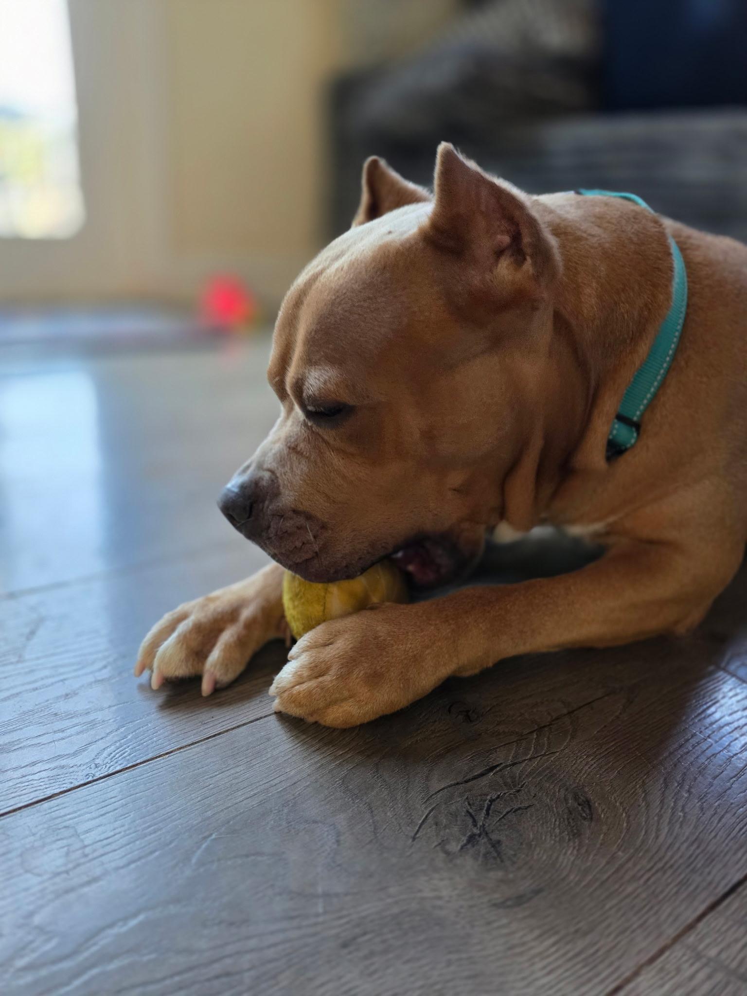 Enlarge Corn Cake, a Adoptable mixed breed in Wheaton, IL image 3/4