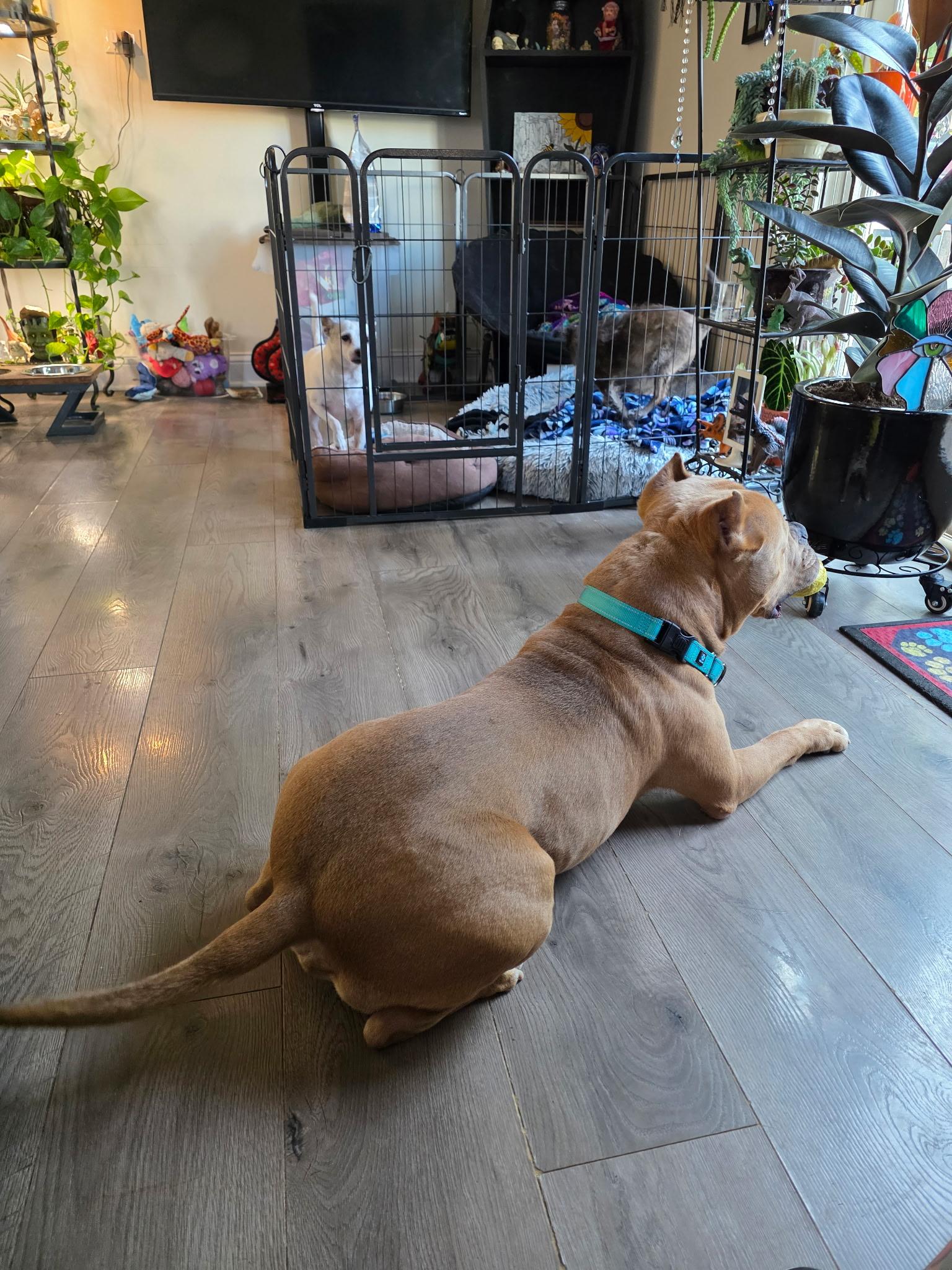 Enlarge Corn Cake, a Adoptable mixed breed in Wheaton, IL image 4/4